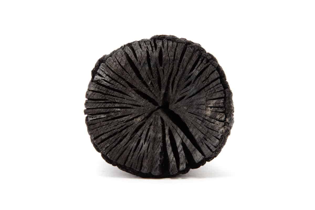 A cross sectional, circular piece of lump charcoal